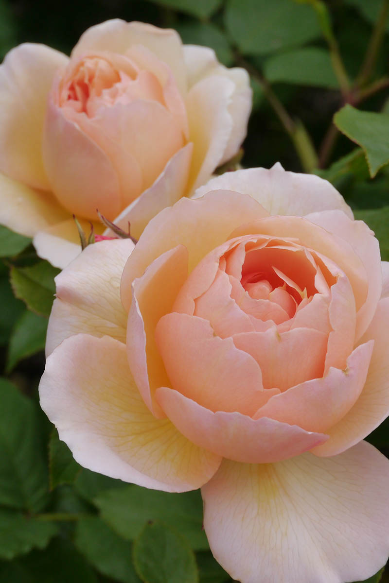 A close up vertical image of two peach roses pictured growing in the backyard on a soft focus backyard.