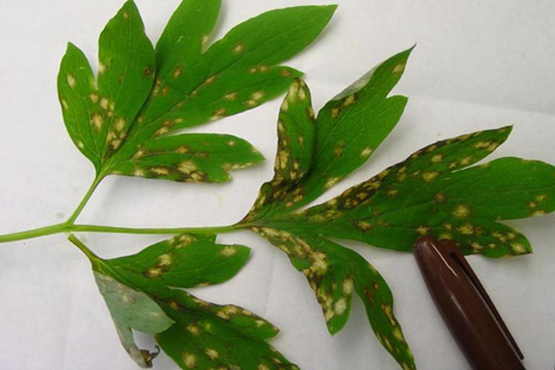 A close up horizontal image of foliage infected with tobacco rattle virus set on a white surface.