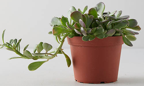 A trailing jade plant growing in a plastic container isolated on a light gray background.