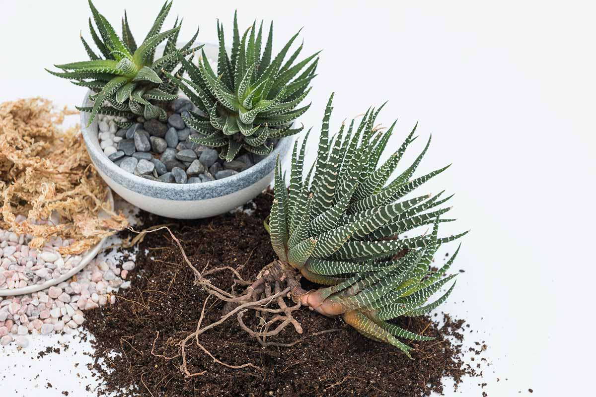 A close up horizontal image of haworthia houseplants being transplanted into new pots.