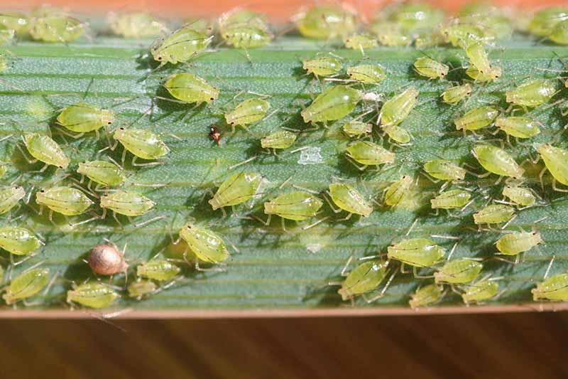 A close up horizontal image of tulip aphids infesting a leaf.