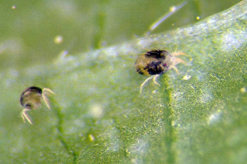 A close up horizontal image of two-spotted spider mites in high magnification on a leaf.