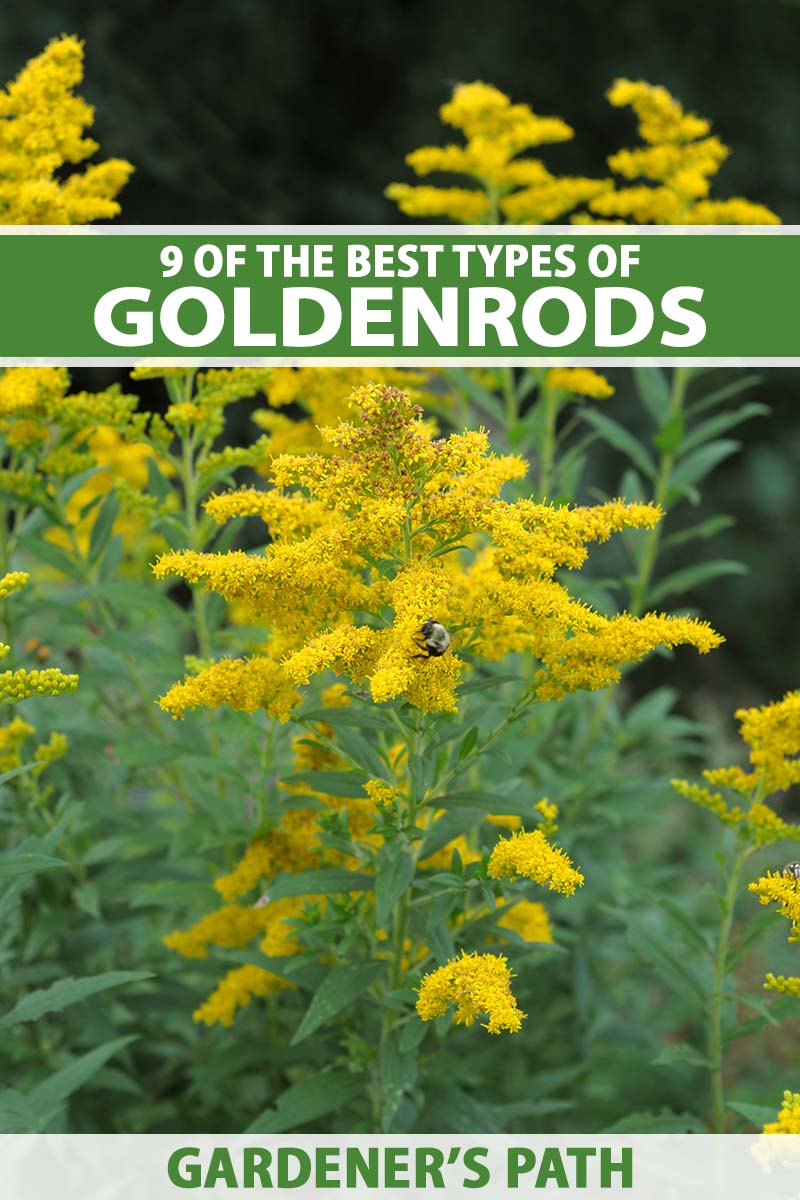 A close up vertical image of goldenrod (Solidago) flowers growing in the landscape pictured on a soft focus background. To the top and bottom of the frame is green and white printed text.