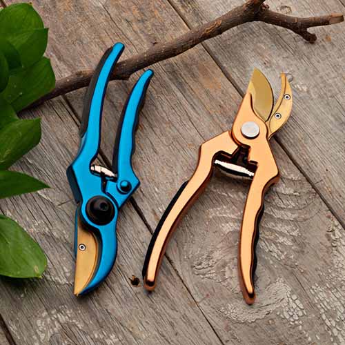 A close up square image of two pairs of pruners set on a wooden surface.