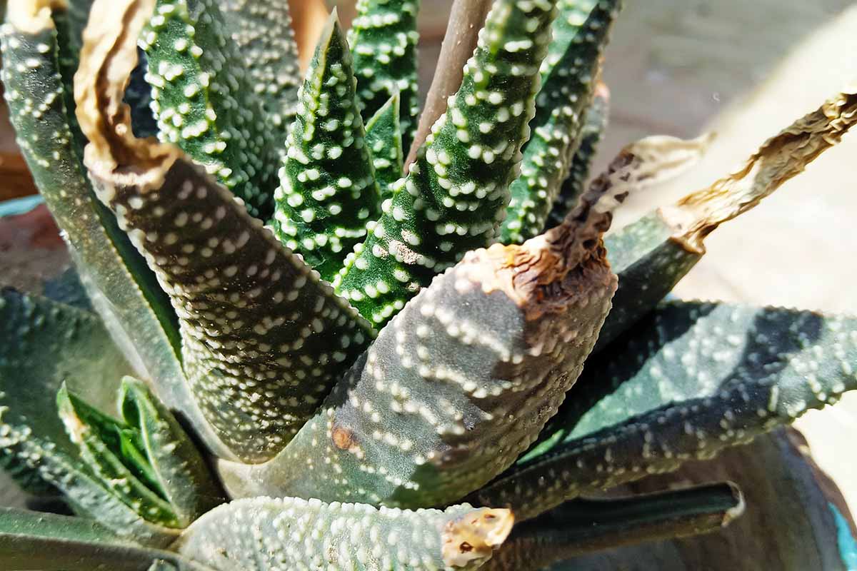 A close up horizontal image of a haworthia plant that has dried up leaf tips pictured in light sunshine.