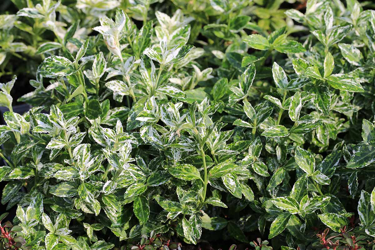 A horizontal image of the white and green variegated foliage growing outdoors.