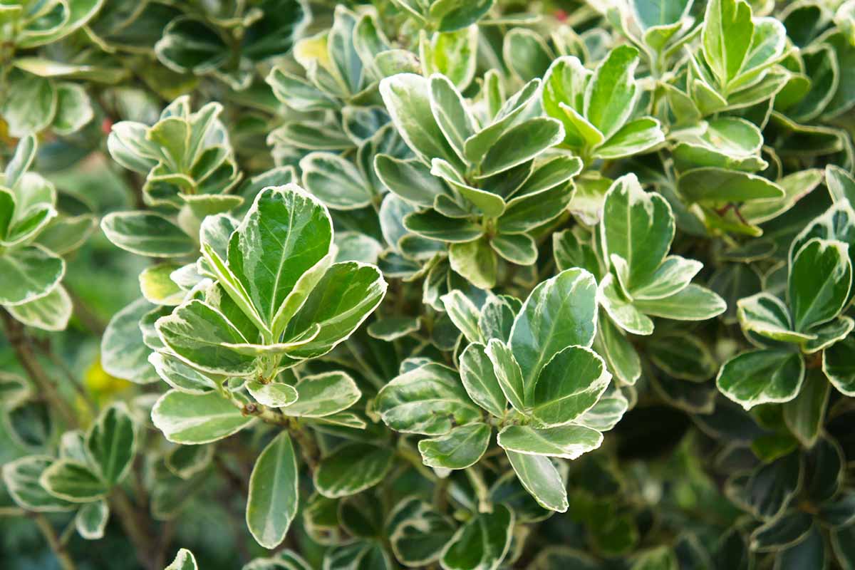 A close up horizontal image of variegated Euonymus japonicus growing in the backyard.