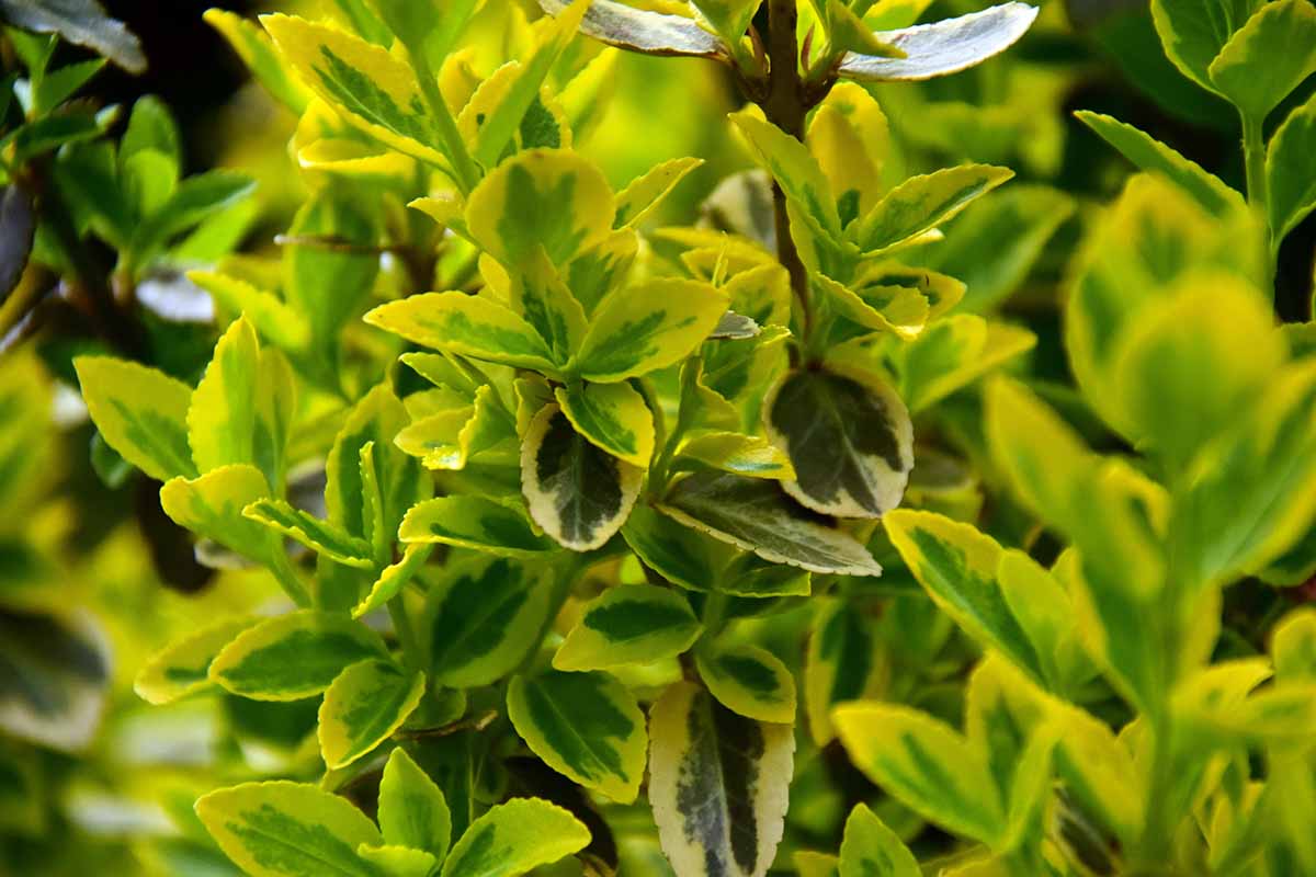 A close up horizontal image of the variegated foliage of Euonymus fortunei growing in the garden.