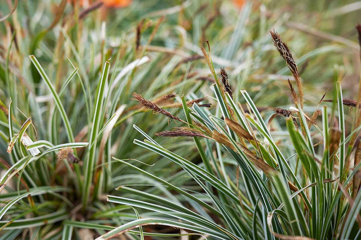 A close up horizontal image of variegated sedge plants growing in the garden.