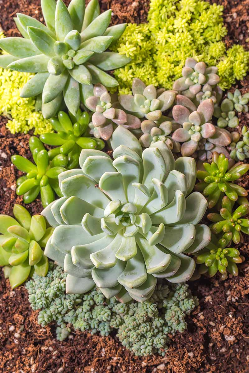 A close up vertical image of a variety of different succulents growing in the garden.