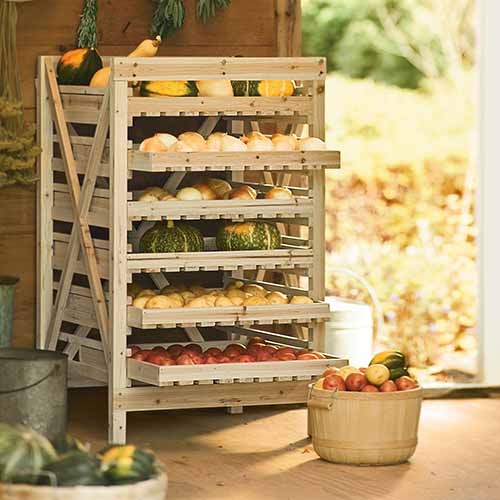 A square image of a wooden vegetable storage rack in a shed.