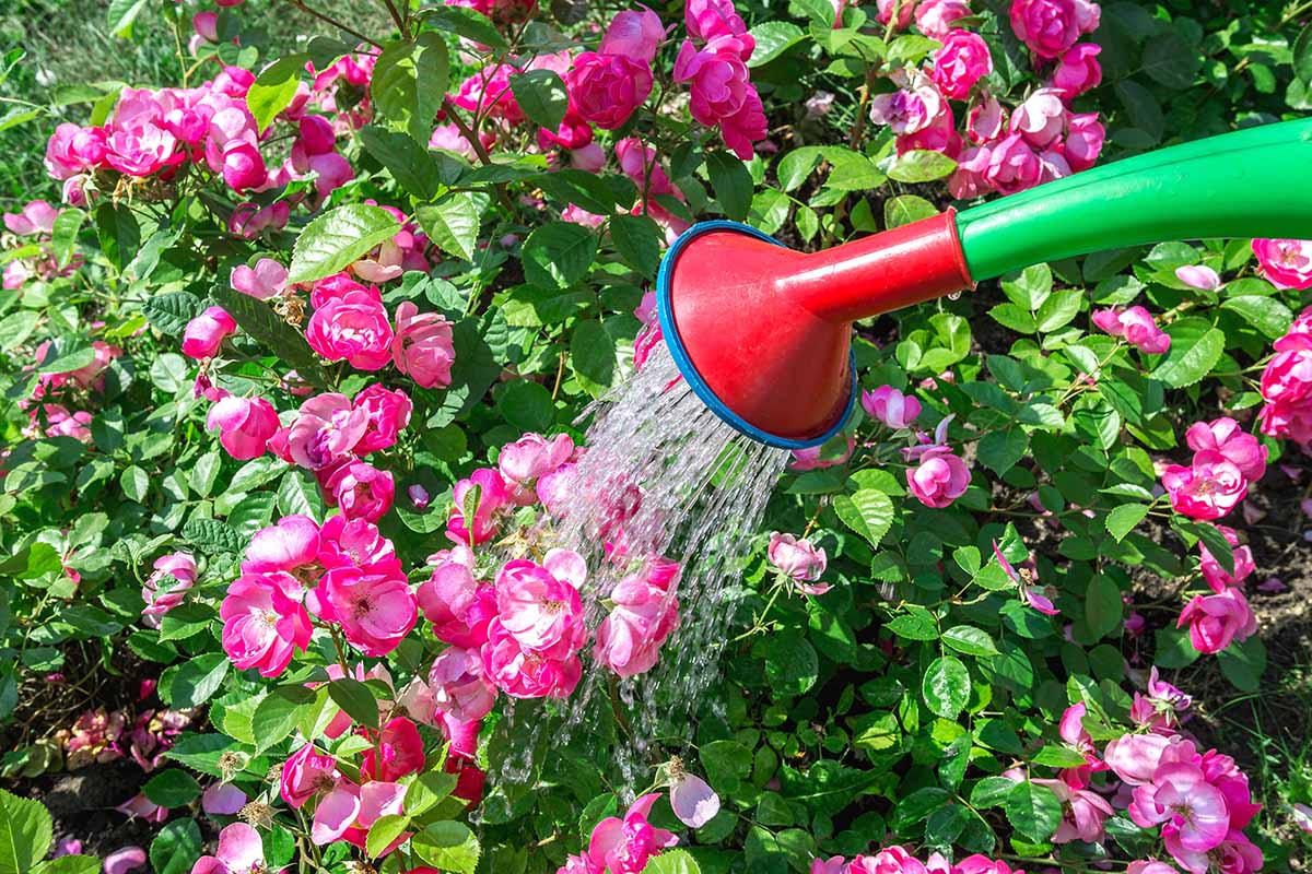 A horizontal image of a gardener pouring water over a pink rose shrub with a watering can.