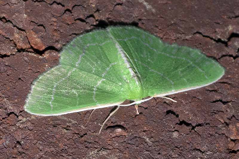 A close up horizontal image of a waxy-lined emerald moth on the surface of soil.