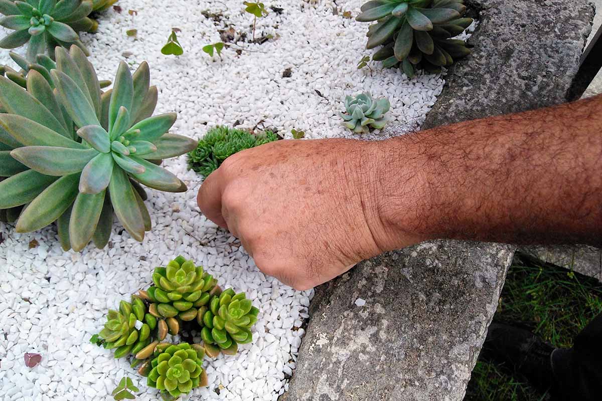 A close up horizontal image of a hand from the right of the frame planting out succulent plants in a rocky border.