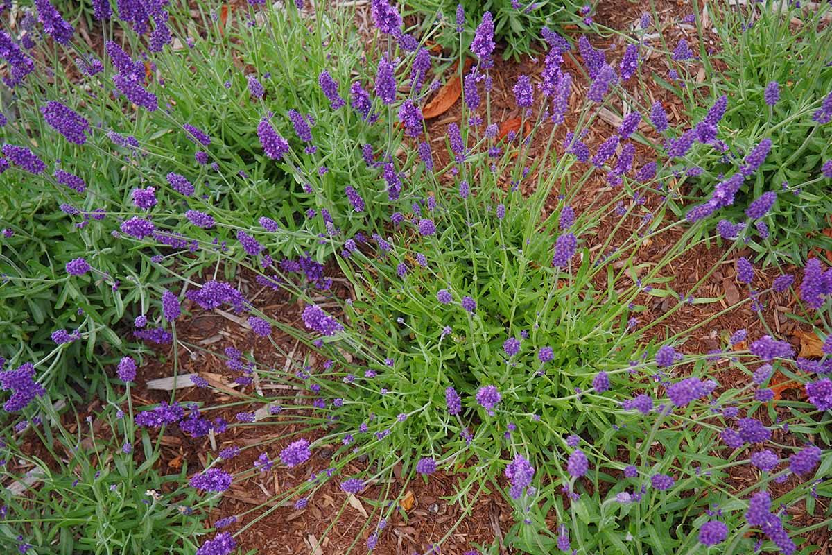 A horizontal image of well-spaced lavender plants growing in the garden.
