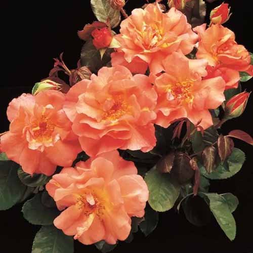 A close up square image of orange 'Westerland' rose flowers pictured on a dark background.