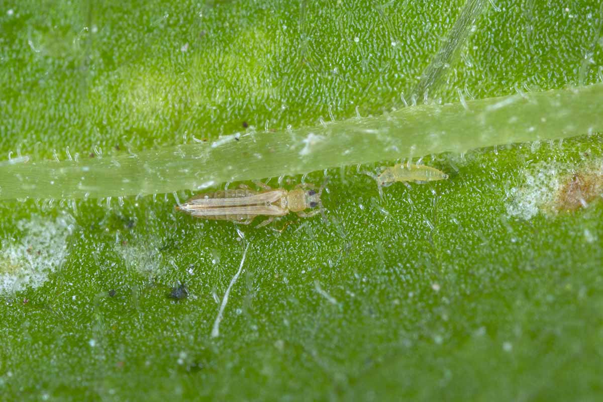 A close up horizontal image of tiny western flower thrips infesting a leaf.