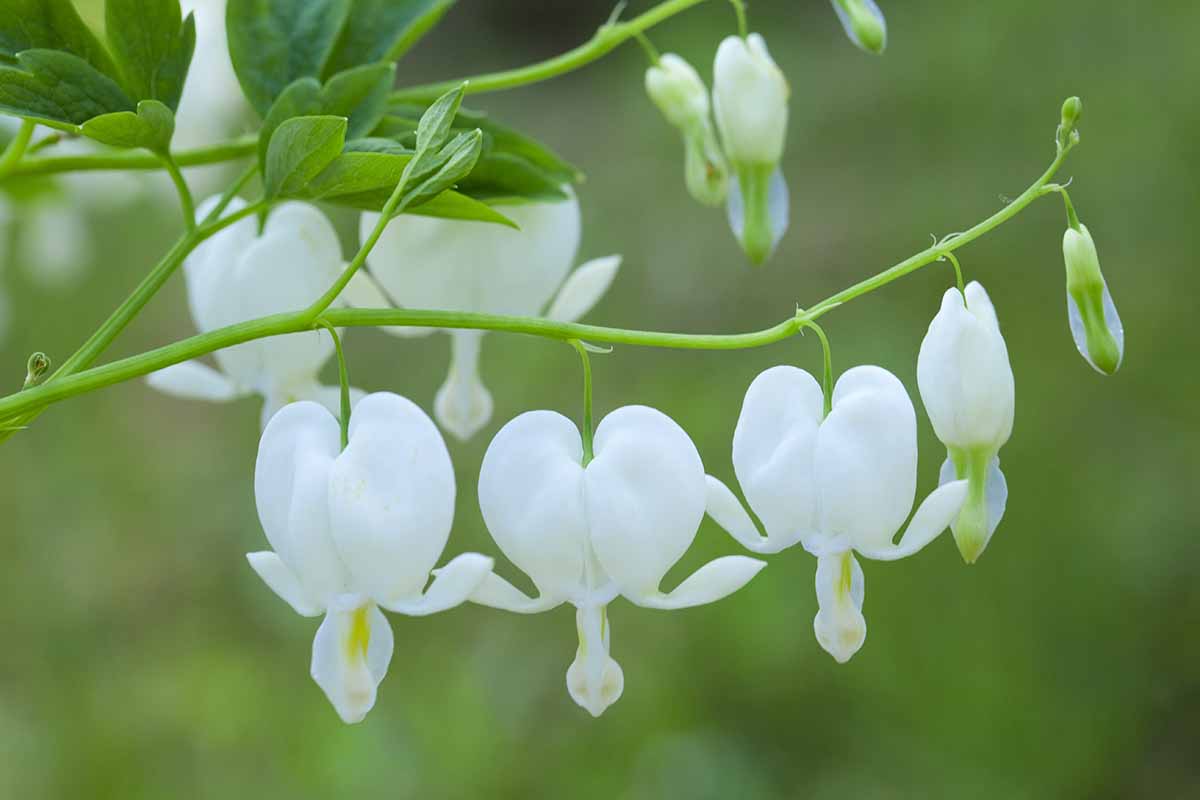 A close up horizontal image of white bleeding hearts growing in the garden pictured on a soft focus background.