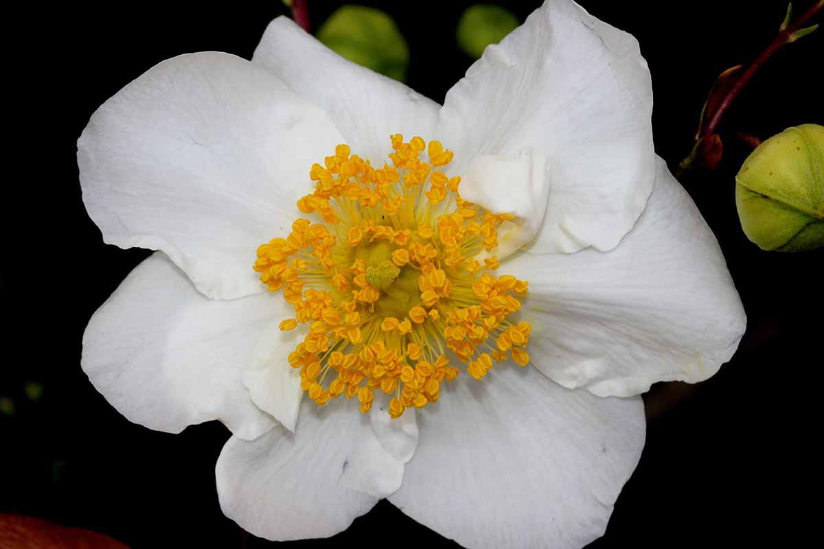 A close up horizontal image of a white Carpenteria californica flower pictured on a dark background.