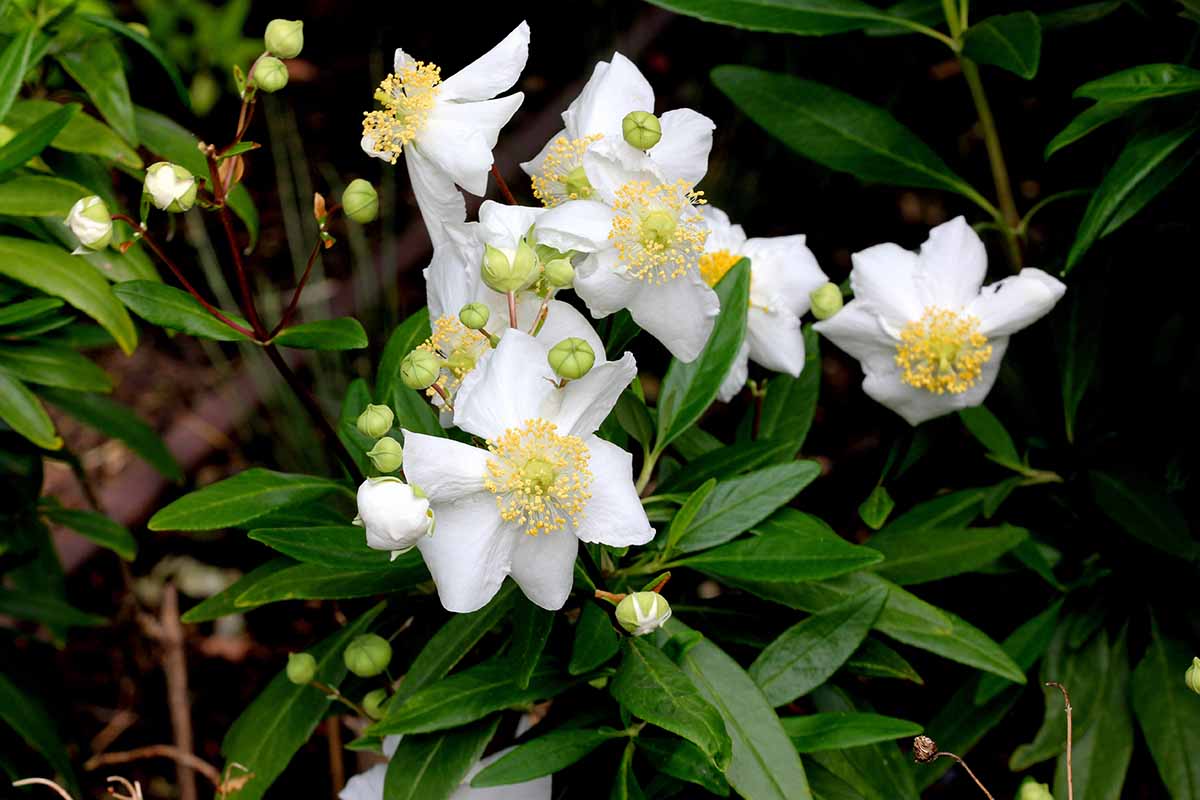 A close up horizontal image of white bush anemone flowers (Carpenteria californica) growing in a shady location pictured on a soft focus background.
