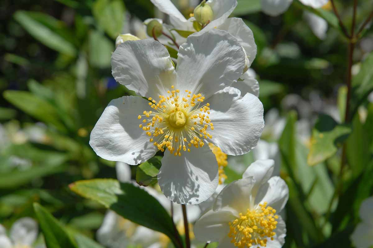 A close up horizontal image of white bush anemone flowers pictured in bright sunshine.