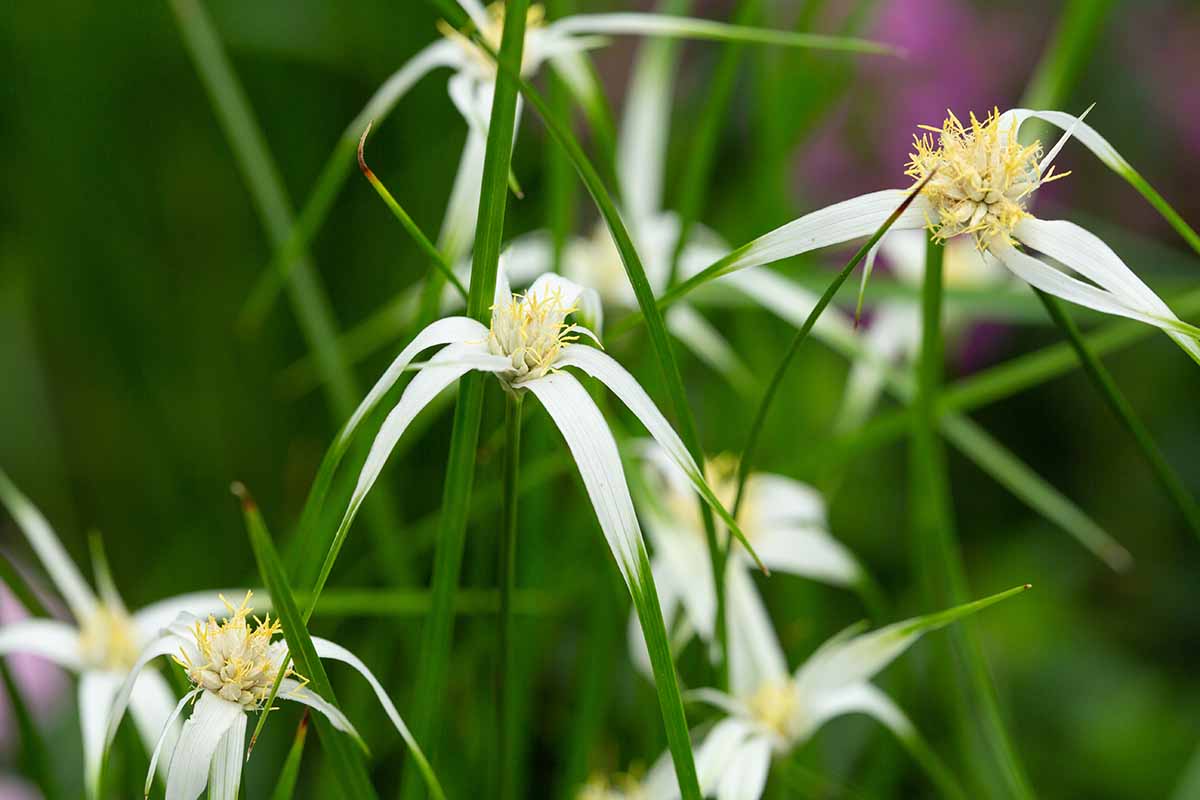 A close up horizontal image of white star sedge growing in the garden pictured on a soft focus background.