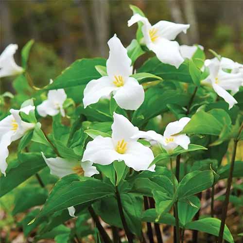A close up square image of white trillium growing in the garden.