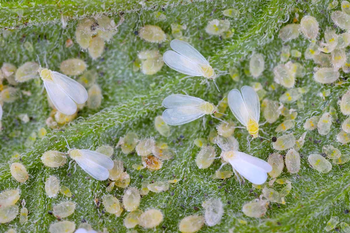 A close up horizontal image of whiteflies infesting a plant.