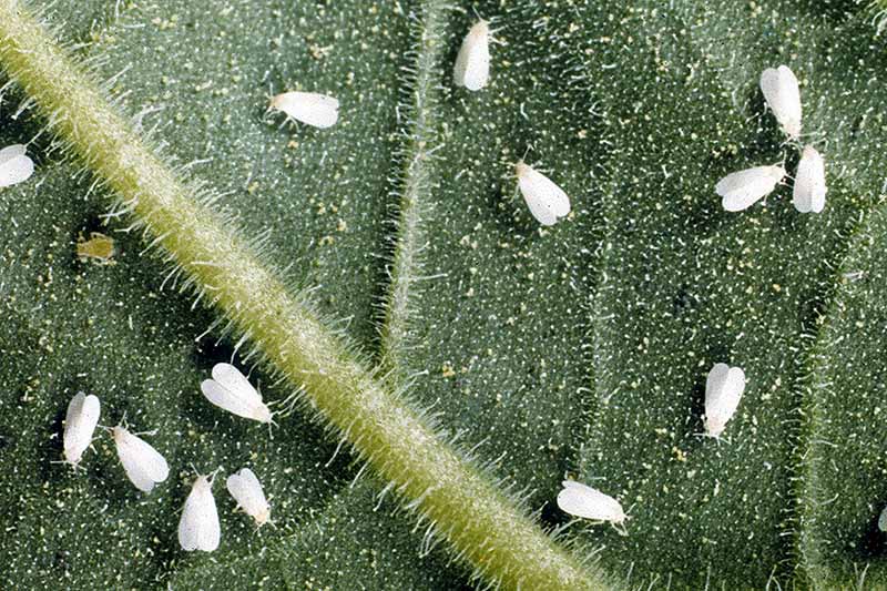 A close up horizontal image of whiteflies infesting the underside of a leaf.