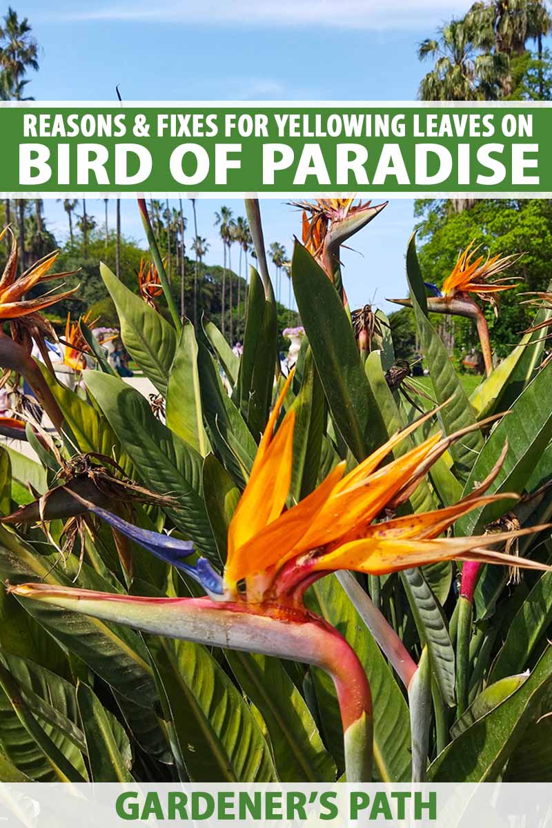 A vertical image of bird of paradise (Strelizia reginae) plants growing in a tropical garden pictured on a blue sky background. To the top and bottom of the frame is green and white printed text.