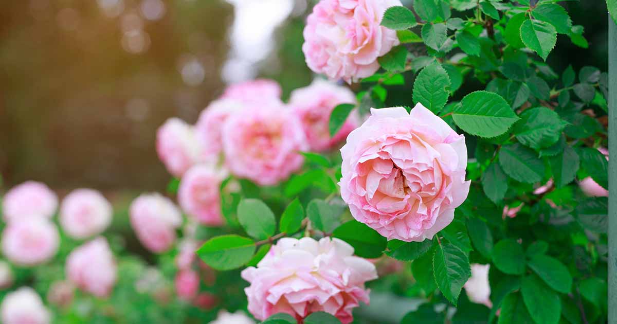 How to Grow and Care for Hybrid Tea Roses