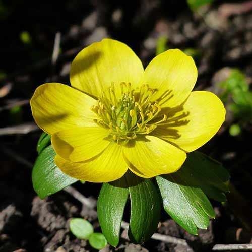 A close up square image of a yellow winter aconite flower growing in the garden.