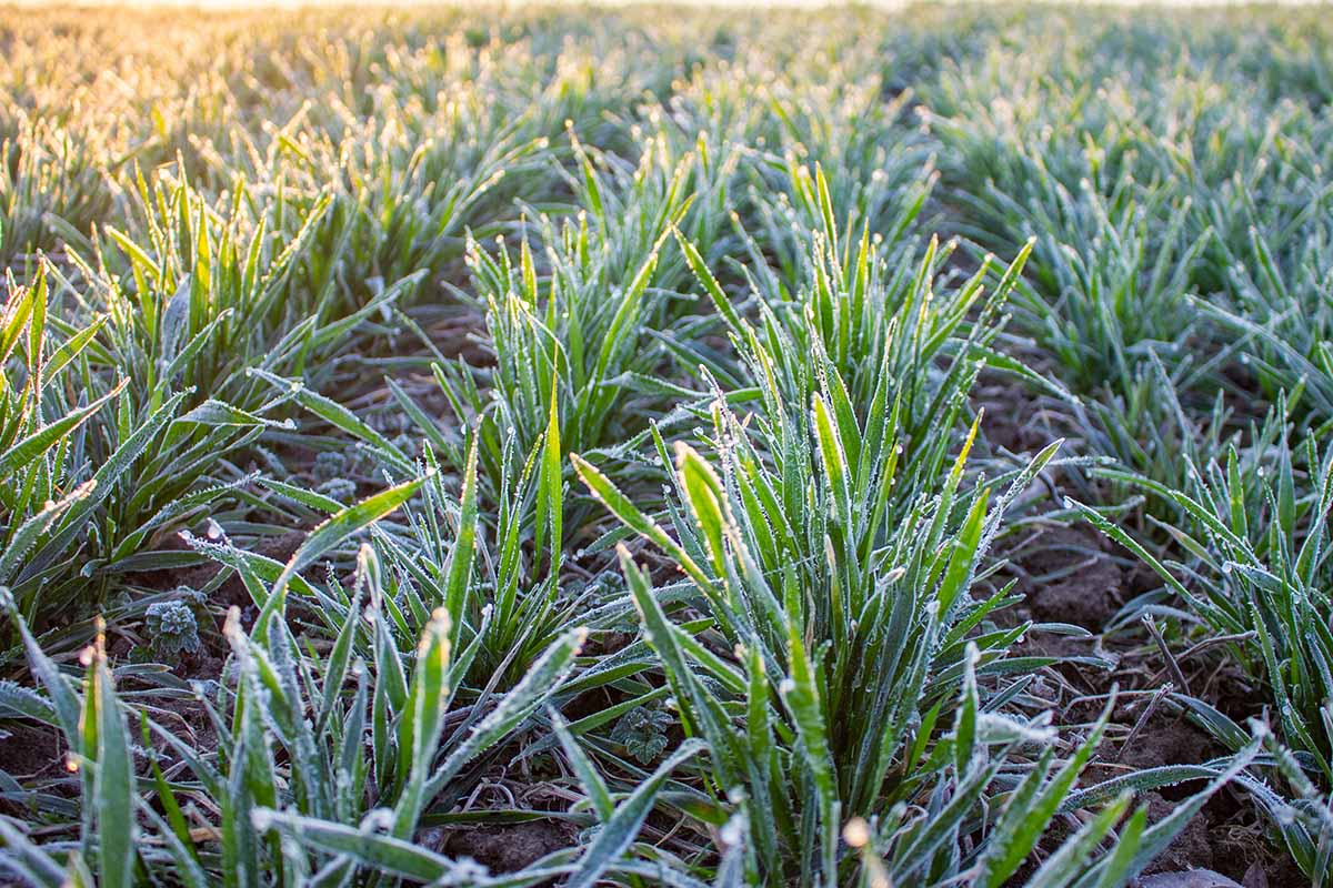 A horizontal image of winter wheat growing as a cover crop with frost on the leaves.