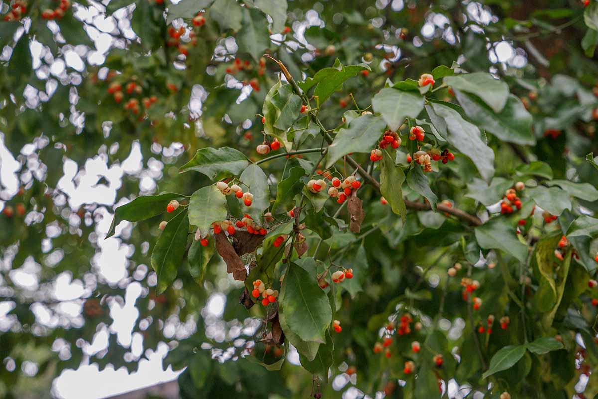A horizontal image of winterberry growing in the garden with deep green leaves and red fruits.