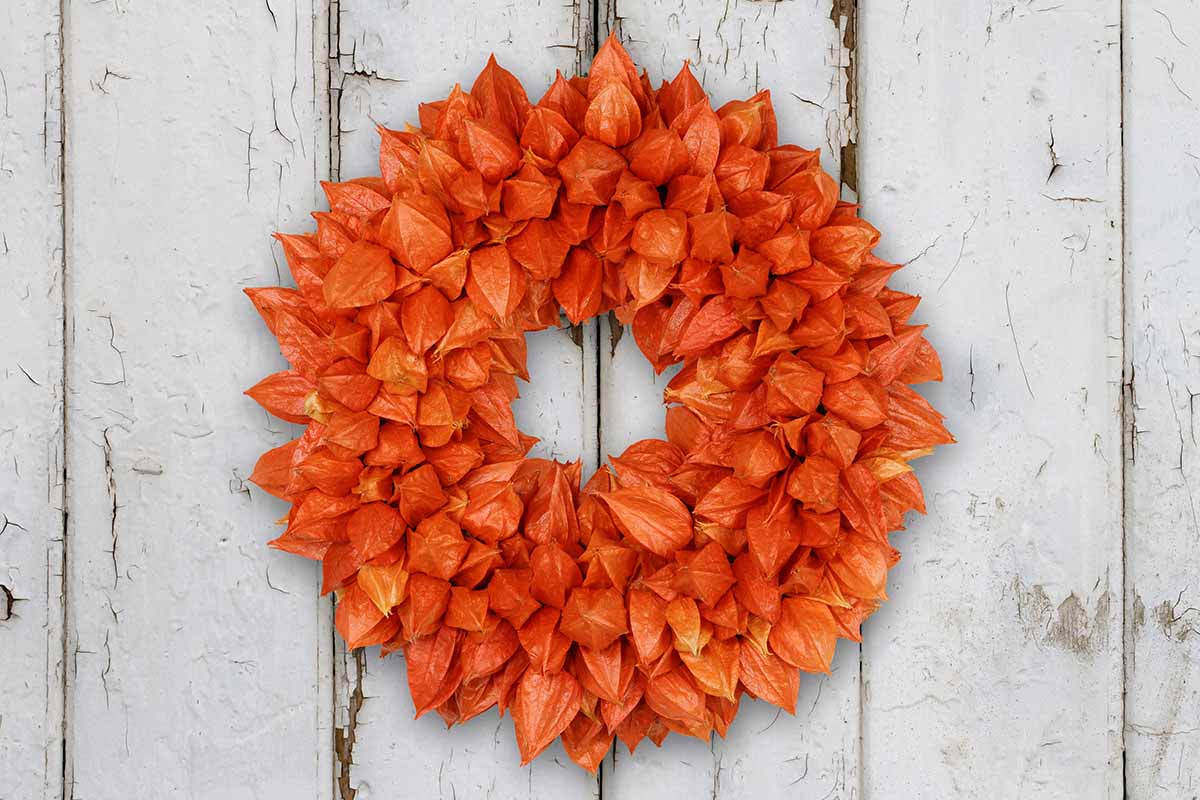 A close up horizontal image of a bright orange autumn wreath made from Chinese lantern pods hanging on a rustic wooden fence.