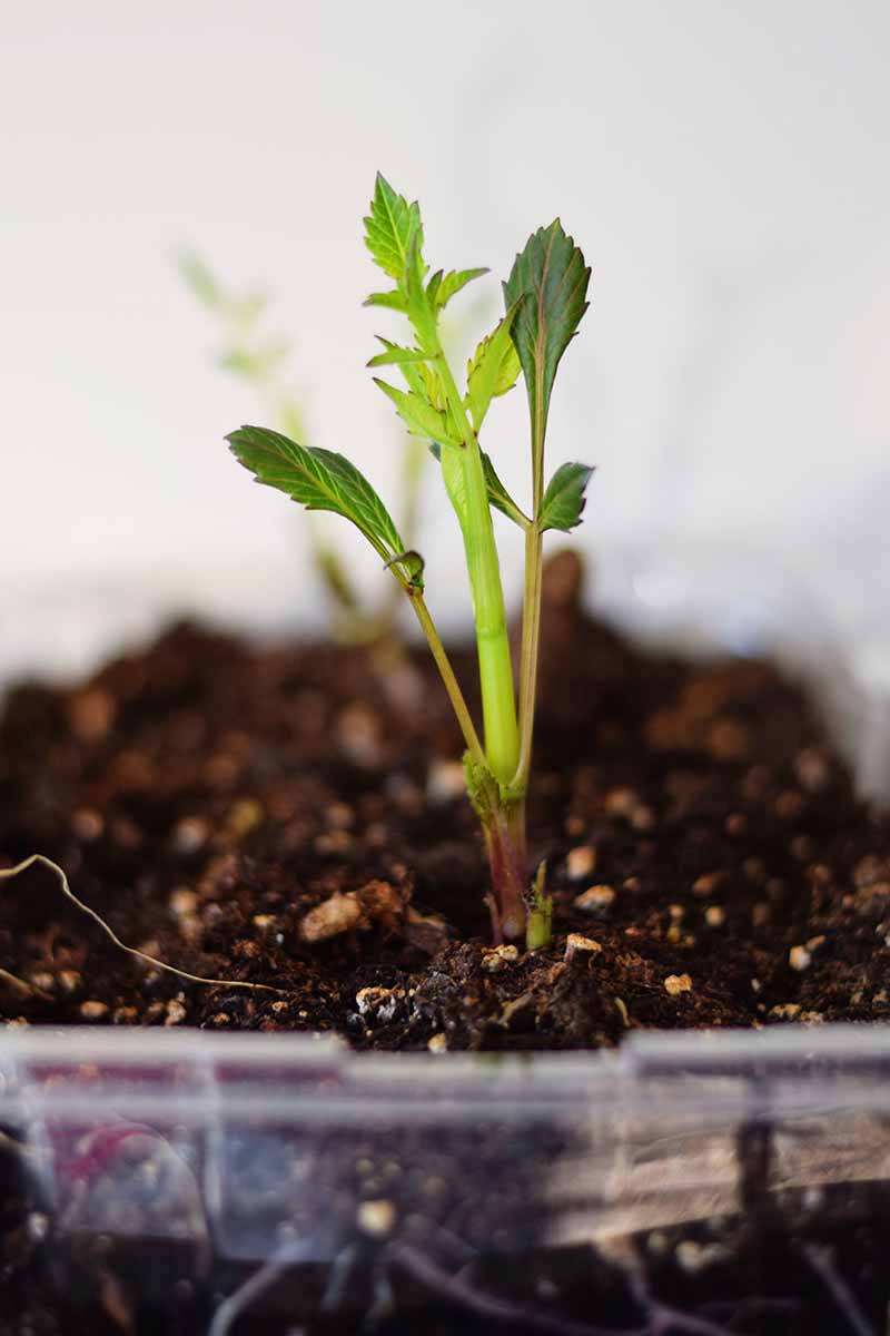 A close up vertical image of a young green sprout growing from a dahlia tuber pictured on a soft focus background.