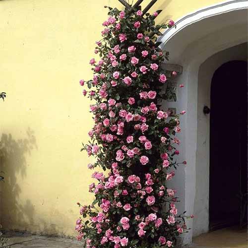 A close up square image of a pink climbing rose outside a doorway.