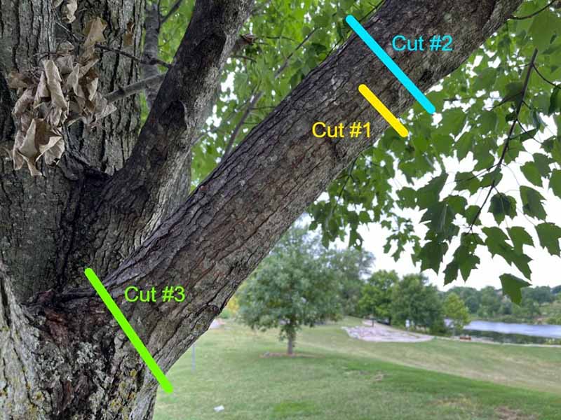 A close up horizontal image of an annotated picture of a tree showing the places to cut.