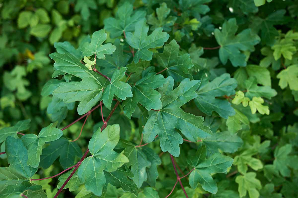 A close up horizontal image of the deep green foliage of Acer campestre.