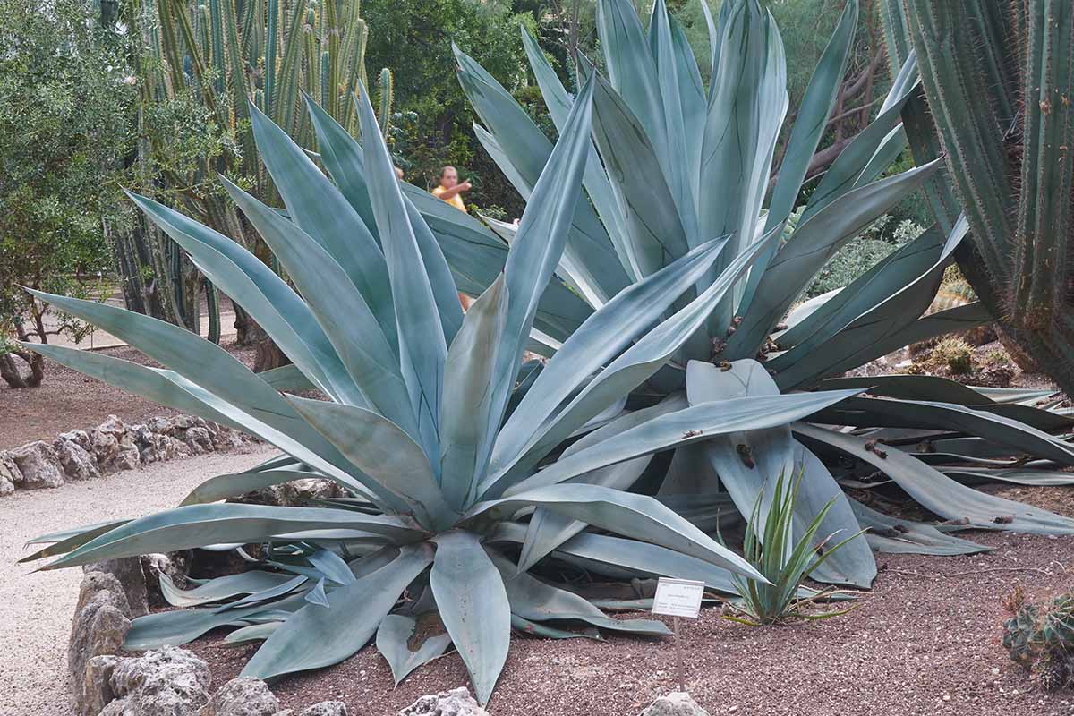 A close up horizontal image of large agave plants growing in a botanical garden with cacti and other water-wise plantings.