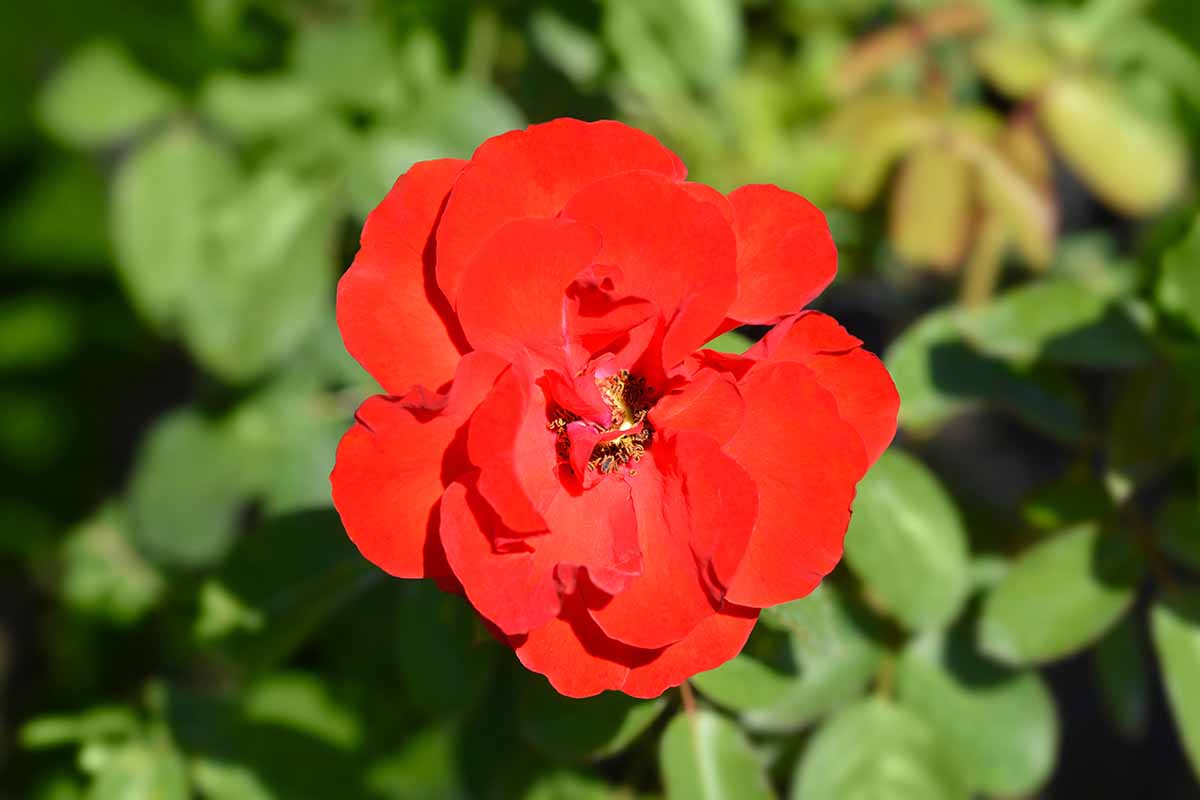 A close up horizontal image of a bright red Rosa 'Alain' flower pictured in bright sunshine on a soft focus background.