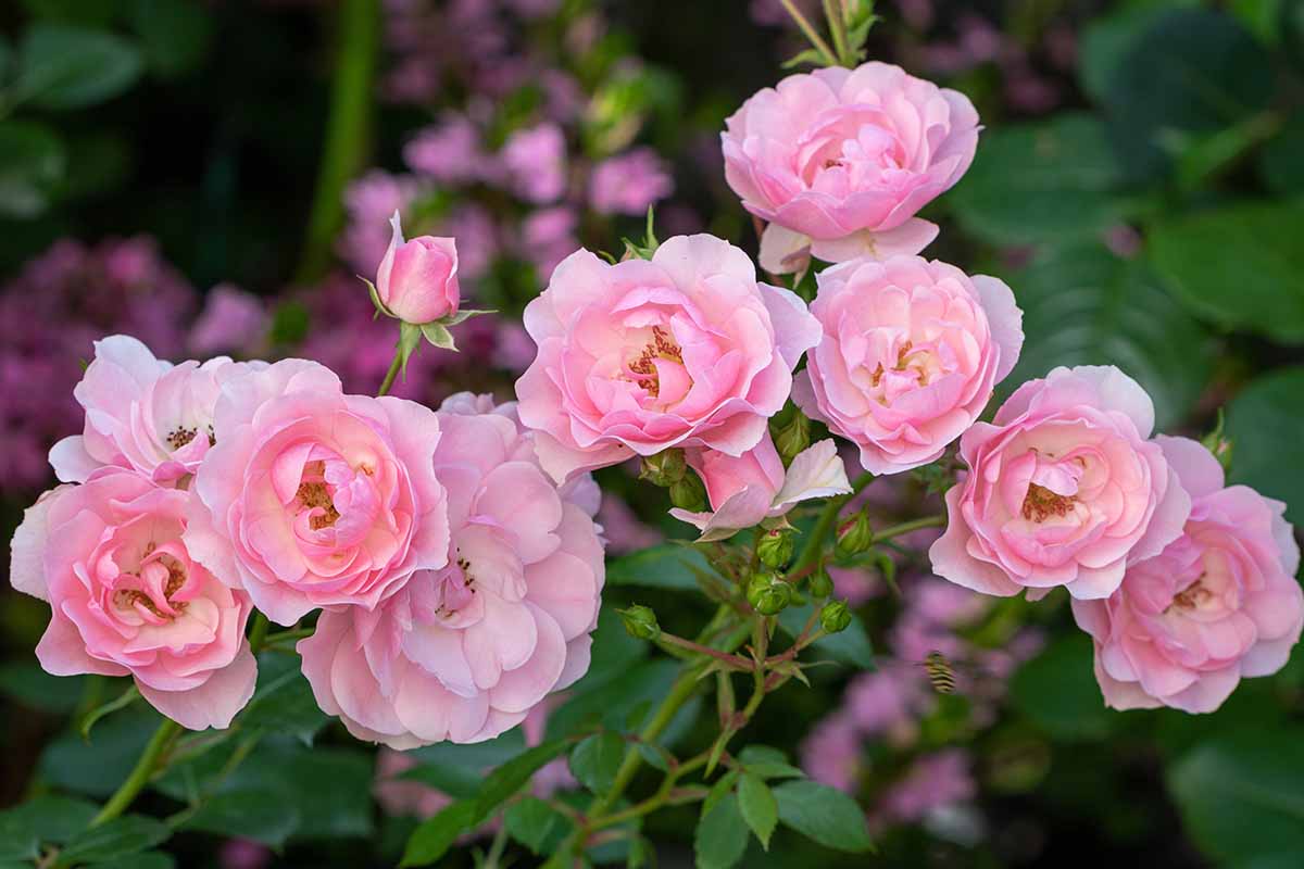 A close up horizontal image of pink Meilland roses growing in the garden pictured on a soft focus background.