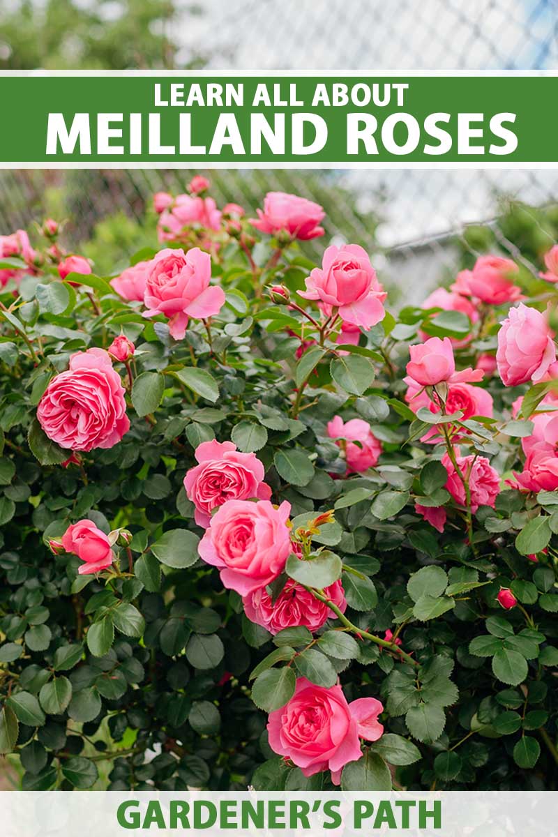 A close up vertical image of pink Meilland roses growing in the garden with a metal fence in the background. To the top and bottom of the frame is green and white printed text.