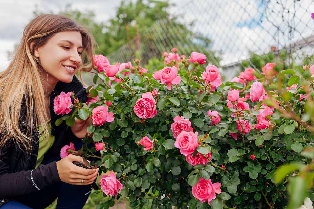 A close up horizontal image of a woman admiring a 'Leonardo Da Vinci' rose shrub with bright pink blooms.