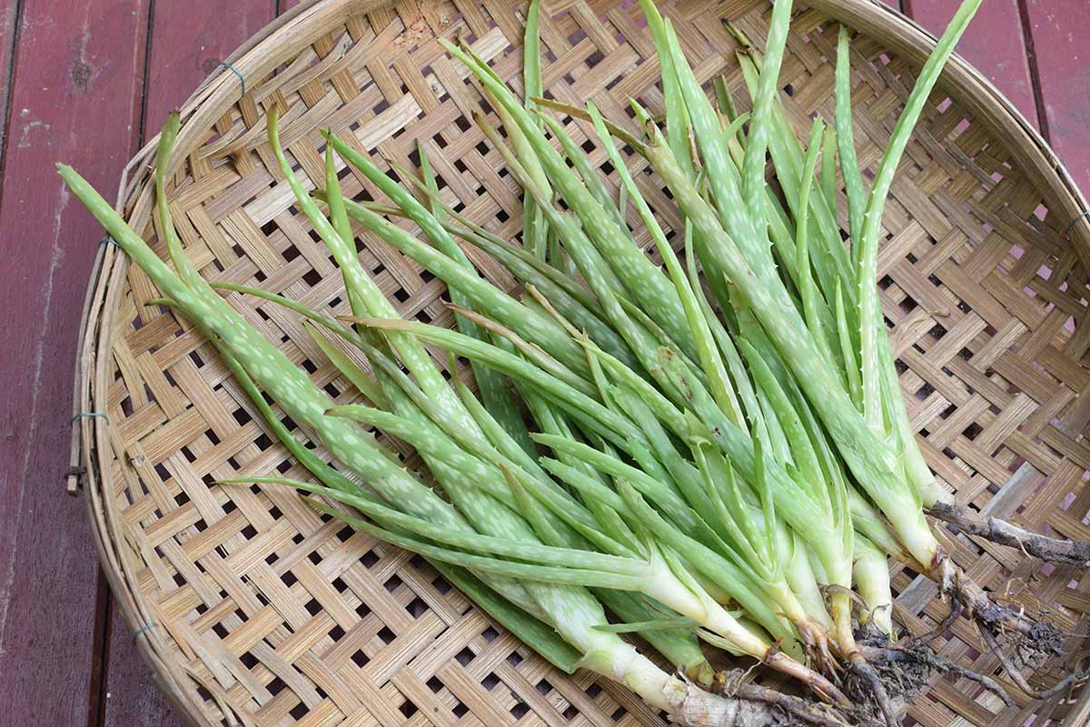 A close up horizontal image of aloe plants pulled from the ground and set in a bamboo tray on a wooden surface.