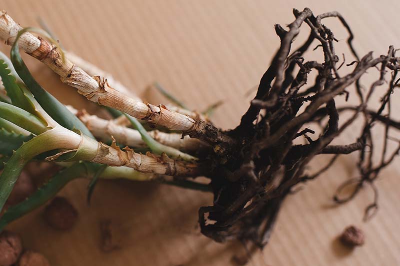 A close up horizontal image of the roots of an aloe plant set on a wooden surface.