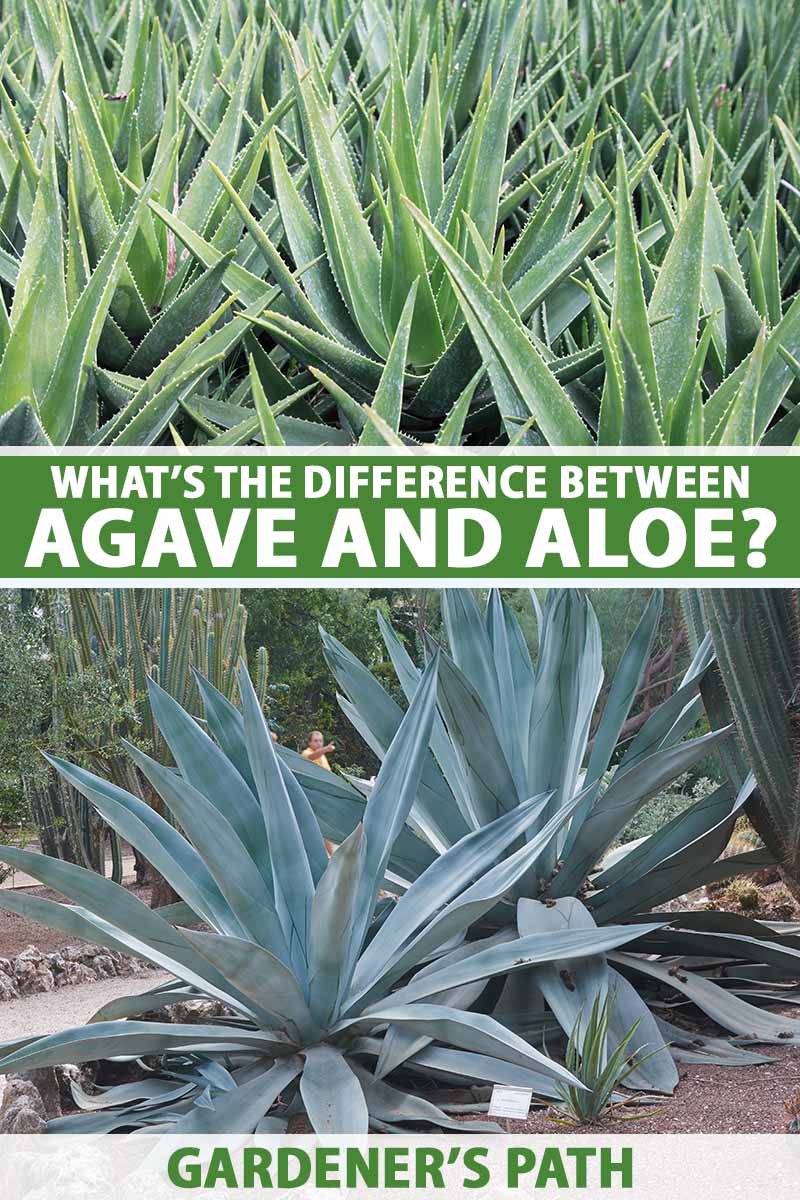 A vertical image of aloe at the top of the frame and agave at the bottom. To the center and bottom of the frame is green and white printed text.
