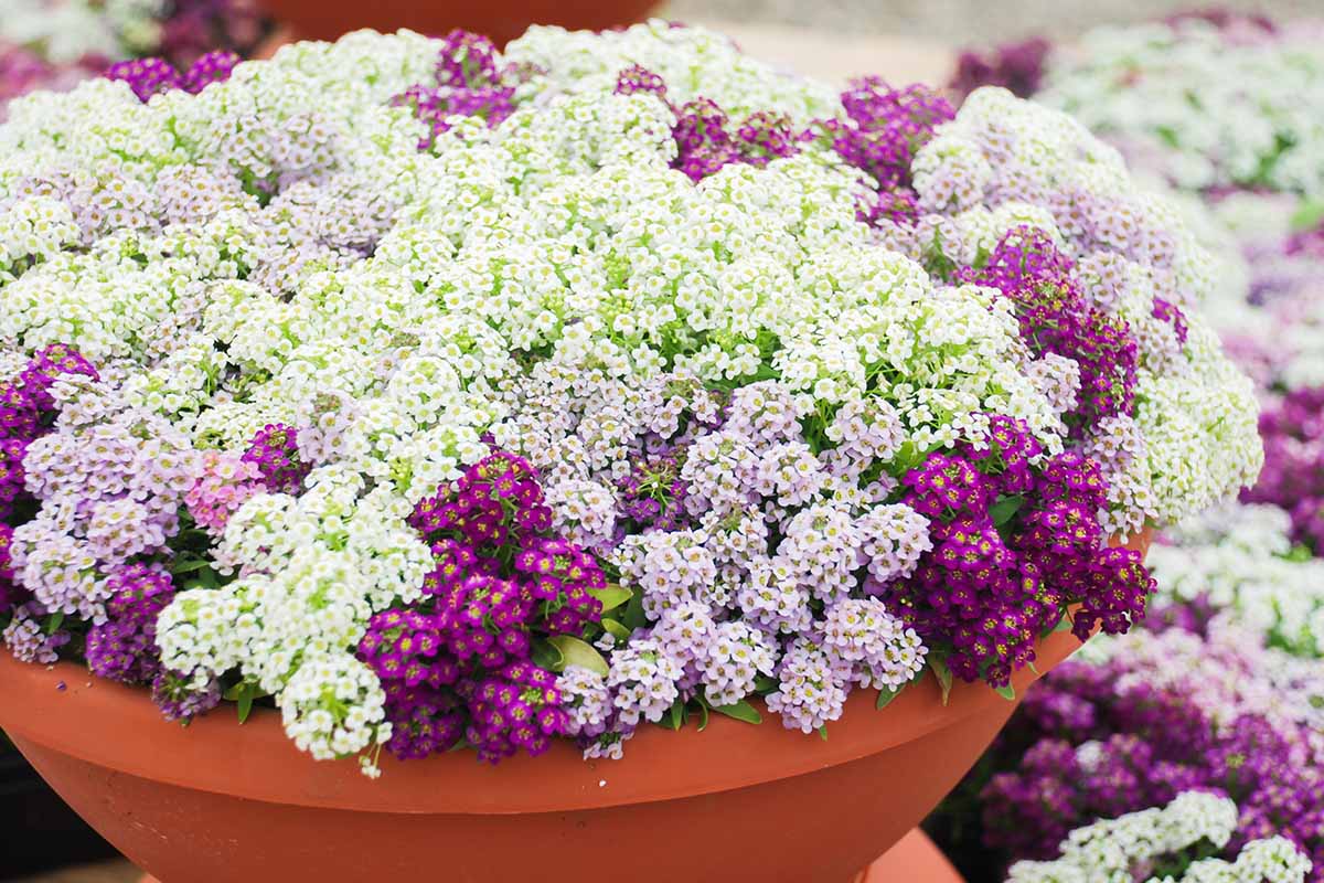 A close up horizontal image of a bowl of sweet alyssum flowers pictured on a soft focus background.
