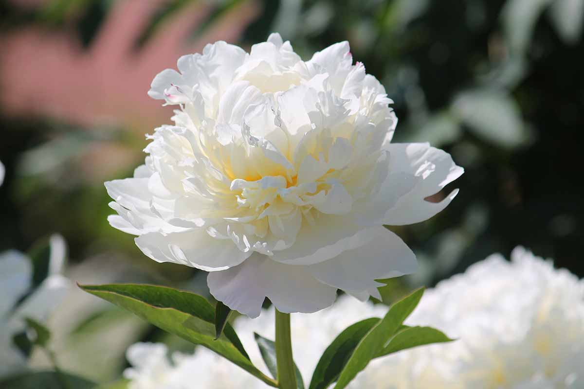 A close up horizontal image of Paeonia lactiflora 'Amalia Olson' growing in the garden pictured in bright sunshine on a soft focus background.