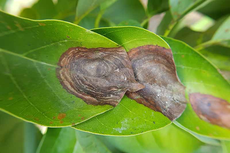 A close up horizontal image of the symptoms of anthracnose on leaves.
